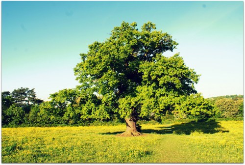 3576474626_5ec7027515_b